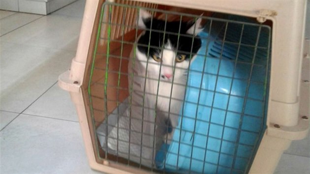 Po dvou hodinách boje se kočka konečně unavila  a skončila na veterinární klinice.