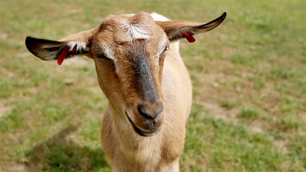 eleick podnik U mlsn kozy se zamuje na vrobu sr a dalch produkt z kozho a kravskho mlka od zvat ve vlastnm chovu.