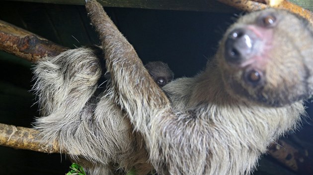 Mldti lenochoda, kter se v jihlavsk zoologick zahrad narodil na konci dubna, je prv est tdn. Konen se ukazuje chovatelm i nvtvnkm. Zatm je po vtinu asu pevn zaven na mmu.