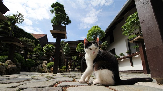 Kočka od sousedů není v japonské zahradě zrovna vítaný host. Mohla by totiž nadělat spoustu škody.