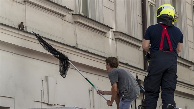 Zvířecí záchranáři společně s hasiči zachraňovali v centru Prahy poraněnou poštolku.