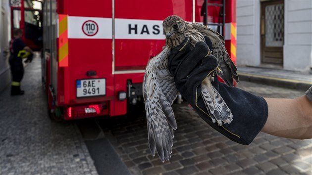 Zvec zchrani spolen s hasii zachraovali v centru Prahy porannou potolku.