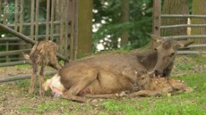 V ostravské zoo se narodila dvojata nejvtího jelena svta