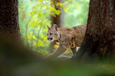 Puma americká