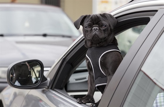 Kdy se rozhodnete nechat psa v aut, otevete mu okénko, aby se mohl chladit.
