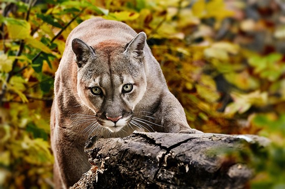 Puma zřejmě míří z Vysočiny na východ, dívka ji zahlédla na Vyškovsku -  iDNES.cz