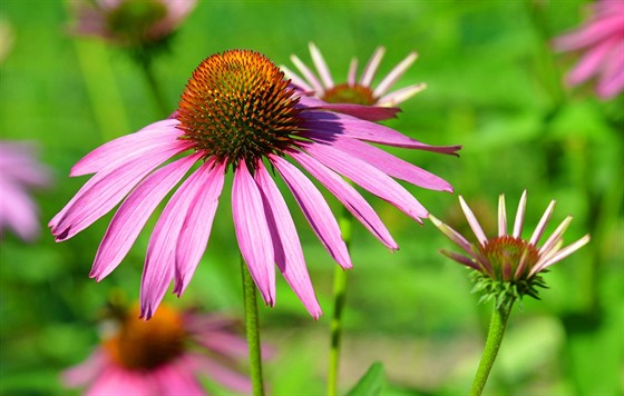 Tapatka nachov (Echinacea purpurea) 