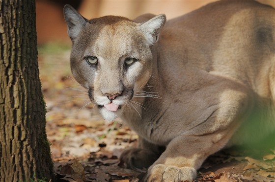 Puma americká je druhá největší kočkovitá šelma Ameriky. Může vážit i přes 100...
