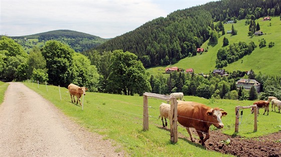 Z Velké Úpy se po stezce dostanete na Výsluní s pasoucími se stády skotu.