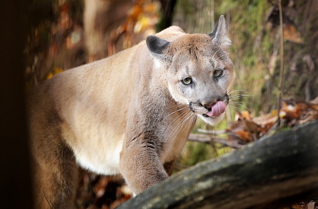 Puma americká