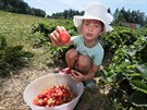Samosbr jahod v Odrav na Chebsku.