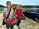 Samosbr jahod v Odrav na Chebsku.