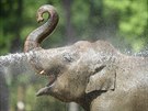 Oetovatelé chladí slony v berlínské zoo proudy vody. (25. ervna 2019)