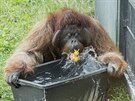 Také oetovatelé ve vídeské zoo se snaí zvíata ve vedrech ochladit. (25....