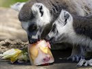 Lemuři se v římské zoo chladí zmraženým ovocem. (25. června 2019)