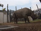 Ptice nosoroc ernch z dvorskho safari parku odcestovalo do Rwandy