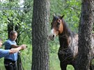 Policist v Pardubicch nahnli splaenho kon, stl i tah na Hradec