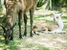 V Zoo Na Hrdeku v Doln Pn u Jindichova Hradce chovaj i lamy krotk.