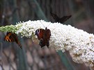 Ozdobou kadé zahrady, i této v brnnském vnitrobloku, bývá tzv. motýlí ke...