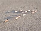 Bící kon Pevalského v Gobi B pohledem z dronu