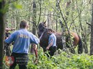 Strnci z Pardubic odchytvali v Ohrazenicch zatoulanho kon. (28. ervna...