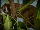 Samice outlon� v�hav�ho v karant�nn� The Kukang Rescue Programu