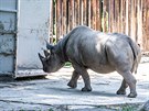 Oetovatelé ve Dvoe Králové trénují s nosoroci, aby bez stresu vcházeli do...