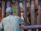 Prvn kroky nosoroc ernch v nrodnm parku Akagera (24. 6. 2019)