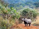 Nosorožci černí původem z Jihoafrické republiky byli vypuštěni v národním parku...