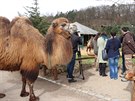 Plzesk zoo musela nechat utratit dvaadvacetiletou samici velblouda dvouhrbho...
