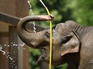 Kvli vedru se sloni v mnichovské zoo sprchovali hadicemi (25. ervna 2019)