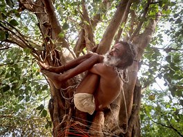 JÓGA NA STROM. Hinduista provozuje jógu na strom u eky Gangy v indickém...