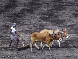 ČEKÁNÍ NA DÉŠŤ. Indická farmářka orá za pomocí páru býků své pole na okraji...