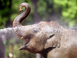 HORKO JAKO V AFRICE. Peovatel osvuje slony studenou vodu bhem vlny horka,...