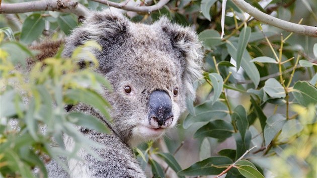 Koala medvdkovit znm tak pod nesprvnm nzvem jako medvdek koala vede ebek ohroujcch faktor jako ztrta pirozenho prosted a dopady urbanizace.