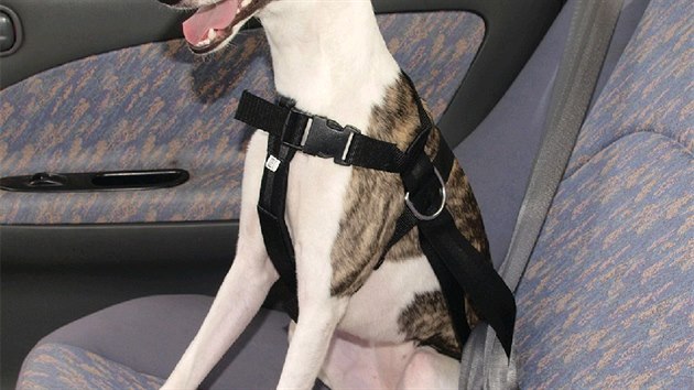 I psi mohou mít své bezpečnostní pásy.