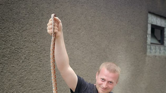 Záchrana užovky červené v Ostravě, na snímku herpetolog a fotograf HZS MSK Tomáš Lach s hadem (28. června 2019)