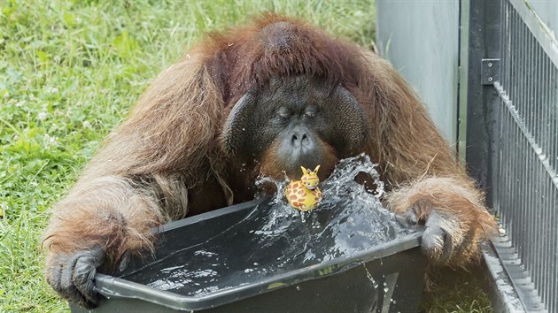 Tak oetovatel ve vdesk zoo se sna zvata ve vedrech ochladit. (25. ervna 2019)