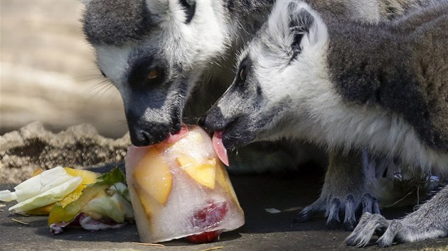 Lemui se v msk zoo chlad zmraenm ovocem. (25. ervna 2019)