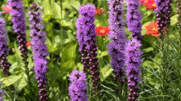 ukarda klasnat (Liatris spicata) 