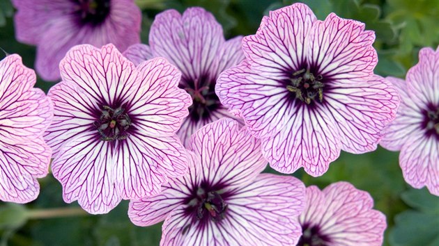 Kakost siv (Geranium cinereum) 