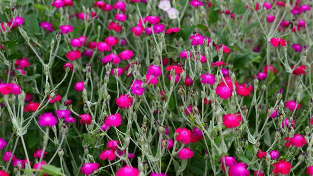 Kohoutek vncov (Lychnis coronaria) 