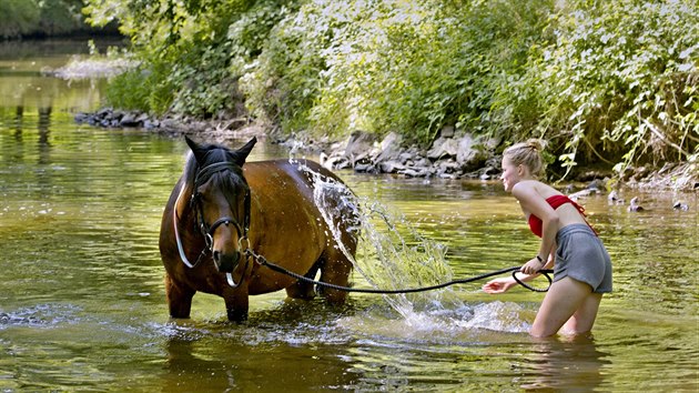 Tereza Knížková z farmy Jitřenka v Plzni-Koterově plaví v horkých dnech koně v řece Úslavě. (26. června 2019)