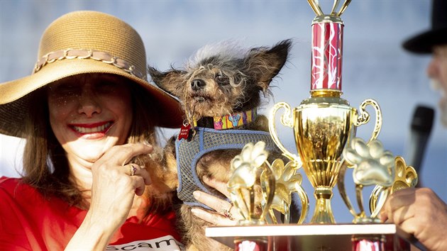 Toulavý Rošťák je hrdým vítězem klání o nejošklivějšího psa světa. (21. 6. 2019)