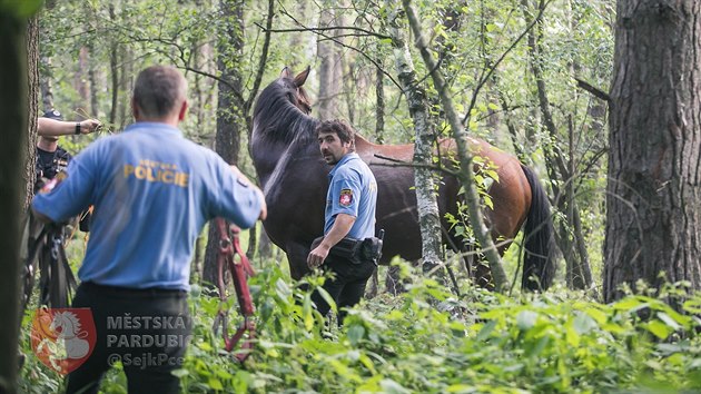 Strnci z Pardubic odchytvali v Ohrazenicch zatoulanho kon. (28. ervna 2019)