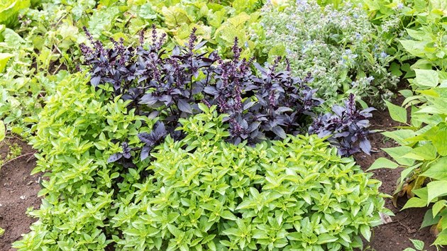 Bazalku, i červenolistou, můžete pěstovat v truhlíku nebo i přímo na záhonu spolu s dalšími bylinkami.