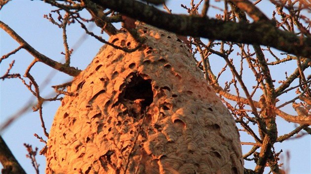 Hnízdo sršně čínské (asijské) v koruně stromu.
