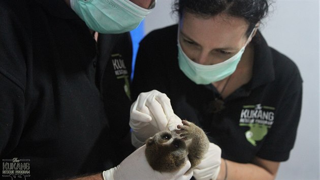 Vy�et�en� zub� outlon� v klinice v The Kukang Rescue Programu