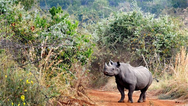 Nosorožci černí původem z Jihoafrické republiky byli vypuštěni v národním parku Akagera v roce 2017.