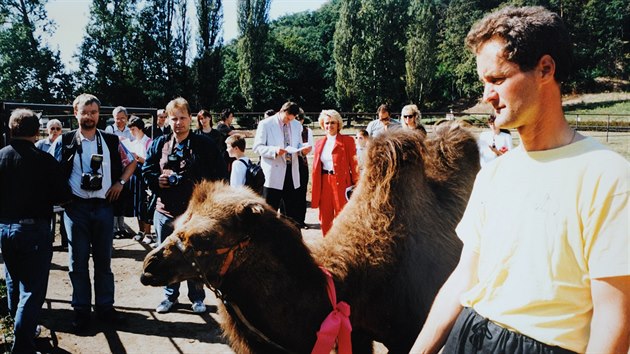 Plzesk zoo musela nechat utratit dvaadvacetiletou samici velblouda dvouhrbho Josefnu. Snmek je ze ktu v roce 1997.